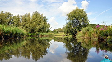 Biesbosch